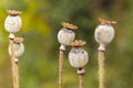 Dried poppy heads in nature Royalty Free Stock Photo