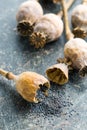 Dried poppy heads and seeds. Royalty Free Stock Photo
