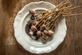 Dried poppy heads and seeds. Royalty Free Stock Photo