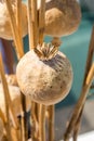 Dried poppy heads in view Royalty Free Stock Photo