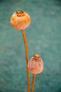 Dried poppy heads in view Royalty Free Stock Photo