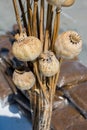 Dried poppy heads in view Royalty Free Stock Photo