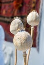 Dried poppy heads in view Royalty Free Stock Photo