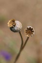 Dried poppy heads Royalty Free Stock Photo