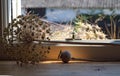 Dried poppy seed head rests on a country cottage window sill in the afternoon sun. Royalty Free Stock Photo