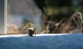 Dried poppy seed head rests on a country cottage window sill in the afternoon sun. Royalty Free Stock Photo