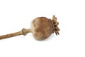 Dried poppy seed pod over white background Royalty Free Stock Photo