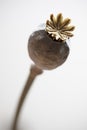 Dried poppy seed pod on white background Royalty Free Stock Photo