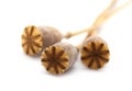 Dried poppy seed pods of breadseed poppy