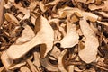 Dried porcini mushrooms Royalty Free Stock Photo