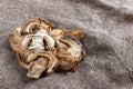 dried porcini mushrooms on sackcloth. Top view Royalty Free Stock Photo