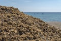 Dried Posidonia algae on the coast of the island of Mallorca