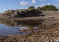 Dried Posidonia oceanica on a beach