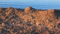 Dried Posidonia Oceanica