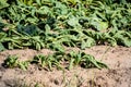 Dried potato plants on dutch field in dry summer Royalty Free Stock Photo