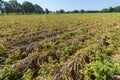 Dried plants on dutch potato field in summer Royalty Free Stock Photo