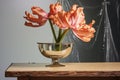 a dried potted tulip on a mirrored table reflecting the flower