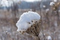 Dried prairie plant covered in snow