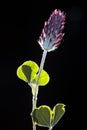 Dried pressed clover blossom