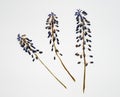 Dried and pressed grape hyacinth flowers on white