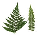 Dried, pressed green fern isolated on white background