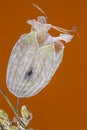 Dried pressed white flower