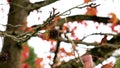 Dried prickly fruits of American storax tree with colourful red foliage in the wind. Autumn Liquidambar styraciflua.