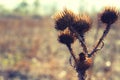 Dried prickly plant