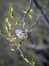 Dried prickly and weird fruit of Echinocystis on the background of young shoots of leaves Royalty Free Stock Photo