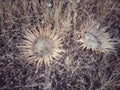 Dried prickly wild flower