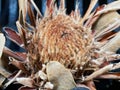 Dried Protea Flower, Silky Details