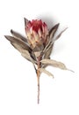 Dried Protea Neriifolia or Oleanderleaf Protea on a white background for bouquets