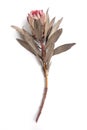 Dried Protea Neriifolia or Oleanderleaf Protea on a white background for bouquets