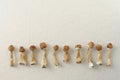 Dried psilocybin mushrooms on white background in row. Psychedelic Psilocybe Cubensis, magic trip.