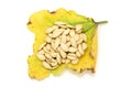 Dried pumpkin seeds on yellowing and dying pumpkin leaves
