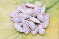 Dried pumpkin seeds on yellowing and dying pumpkin leaves