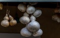 Dried pumpkins hanging from the ceiling in a small Greek taverna.Corfu Greece.