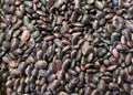 Dried purple beans Royalty Free Stock Photo