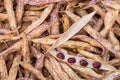 dried purple haricot beans and pods Royalty Free Stock Photo