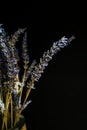 Dried purple lavender flowers on black background, Mockup for positive idea. copy space. Royalty Free Stock Photo