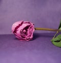 Dried purple rose. Rose on purple background