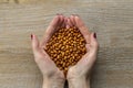 Dried red beans in female hands. In the background a wooden background. Royalty Free Stock Photo