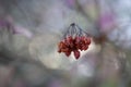 Dried red berries in autumn Royalty Free Stock Photo