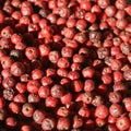 Dried red berries close-up with sunlight texture Royalty Free Stock Photo