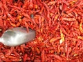 Dried red chili or chilli cayenne pepper Royalty Free Stock Photo