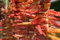 Dried Red Chillis Royalty Free Stock Photo