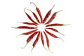 Dried Red Chilly or Chill  isolated on the white background Royalty Free Stock Photo