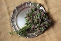 Dried red clover. Trifolium pratense. Royalty Free Stock Photo