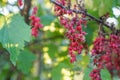 Dried red currant berries on a bush in the summer in the garden due to plant disease Royalty Free Stock Photo