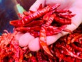 Dried red hot chili on hand, Food ingredient for spicy recipe.